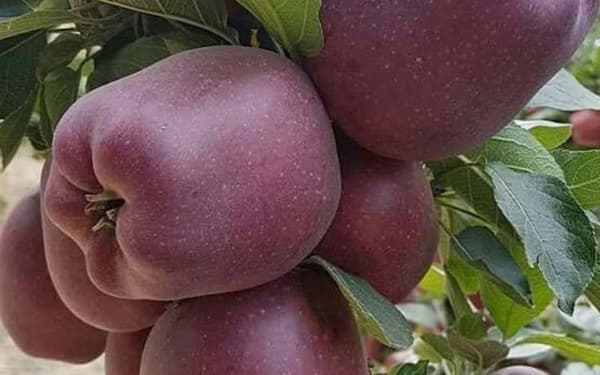 تصویر 4 از قیمت خرید سیب قرمز فرانسه + فروش ویژه